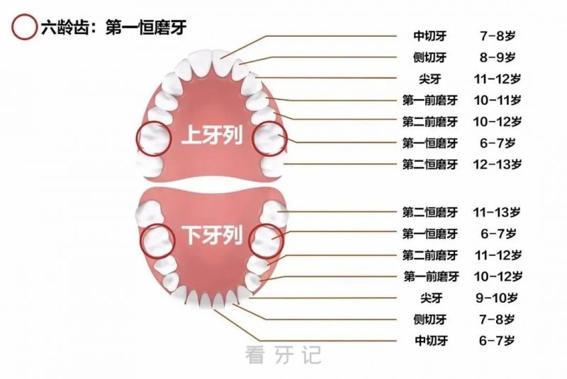 换牙时间表高清图下载