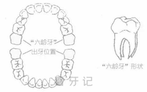 六龄牙终生不换是真的吗