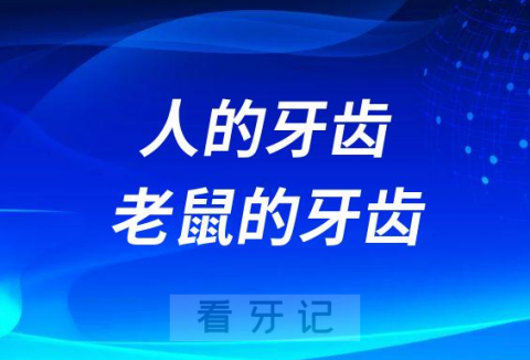 人的牙齿和老鼠的牙齿有什么不同点