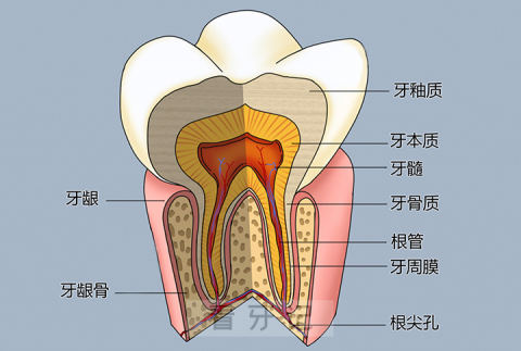 牙齿结构图解剖图高清版2023
