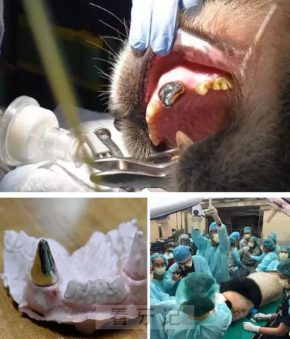 大熊猫团团做根管治疗补牙戴金属牙冠看牙记