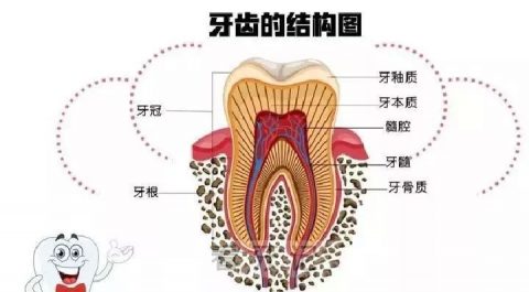 细思极恐为什么医生建议先根管治疗而不是补牙