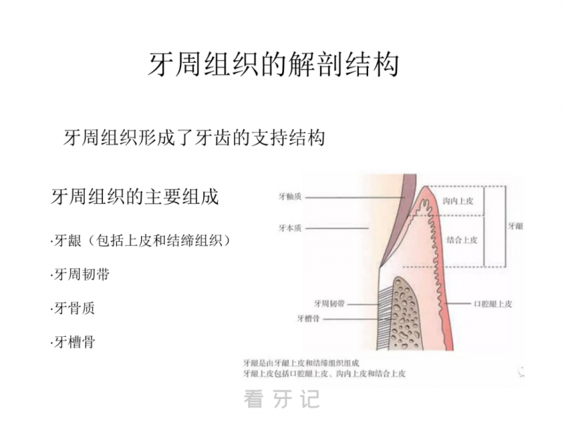 关于种植牙的结构和种牙过程看这张图片就够了