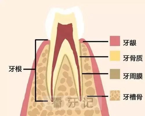 关于种植牙的结构和种牙过程看这张图片就够了