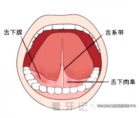 什么是舌系带过短为什么医生说要做手术