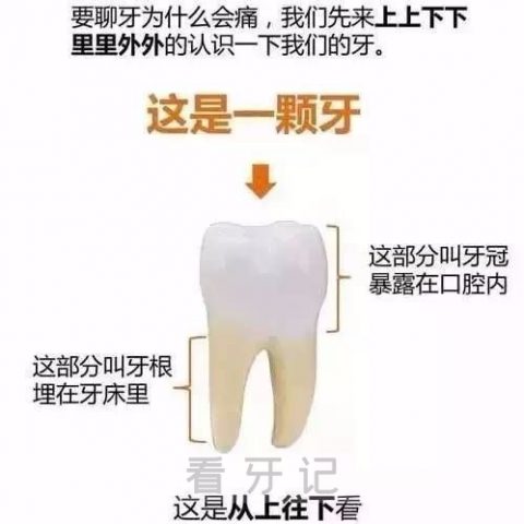 牙为什么会疼十张图告诉你原因