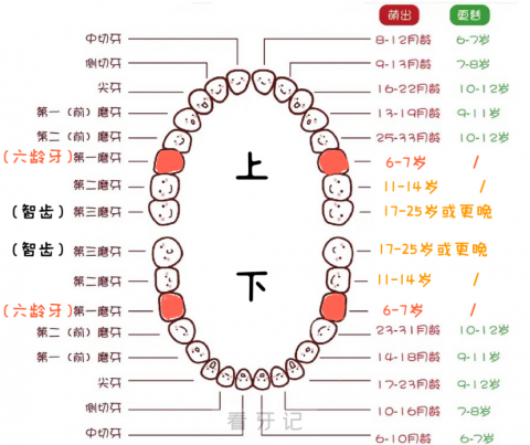 儿童换牙时间表2023-2024版