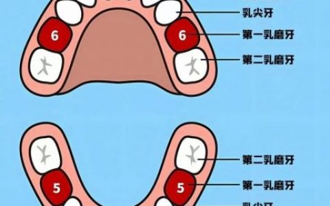 牙齿名称示意图