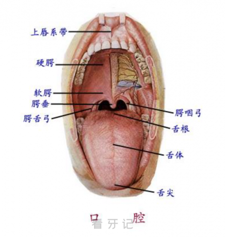 口腔的定义是什么？（详细解释附图）