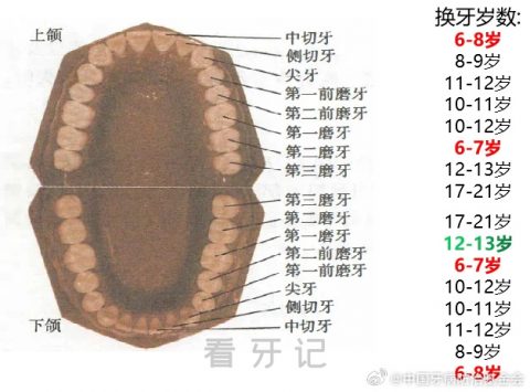 中国牙病防治基金会发布儿童换牙时间表