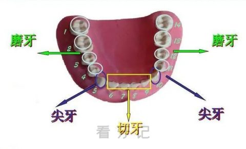 牙齿类别分类有几种？图片来了