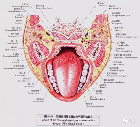 口腔结构图片教材版来了