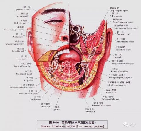 口腔结构图片教材版来了