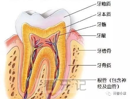 人类身体最硬的器官是什么？