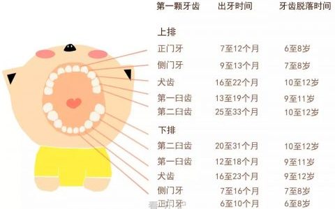 宝宝牙齿生长周期表